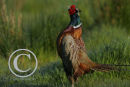 Cock Pheasant crowing.